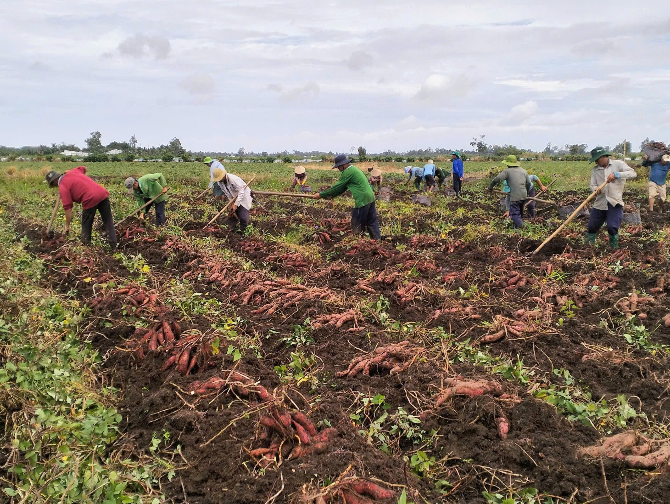 nong-dan-xa-long-thanh-vao-mua-thu-hoach-khoai-lang